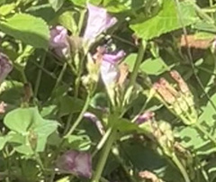 Bombus pensylvanicus