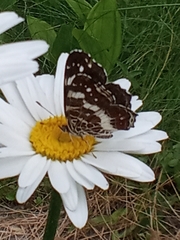 Araschnia levana