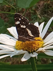 Araschnia levana
