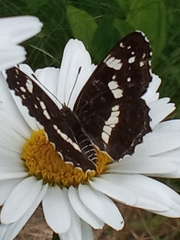 Araschnia levana
