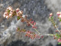 Erica hispidula hispidula