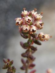 Erica hispidula hispidula
