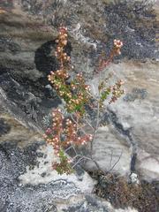 Erica hispidula hispidula