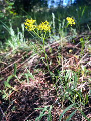 Lomatium ambiguum