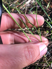 Lomatium ambiguum
