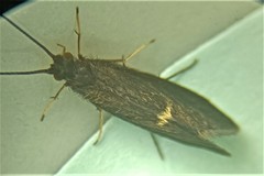 Pycnocentria funerea