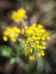 Lomatium ambiguum