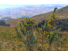 Monticalia arbutifolia
