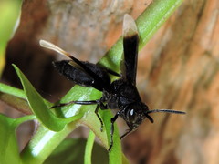 Parachartergus apicaloides