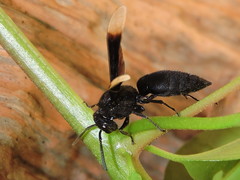 Parachartergus apicaloides