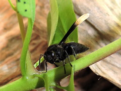 Parachartergus apicaloides