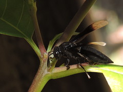 Parachartergus apicaloides