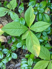 Lysimachia latifolia