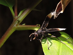 Parachartergus apicaloides