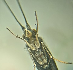 Pycnocentria funerea