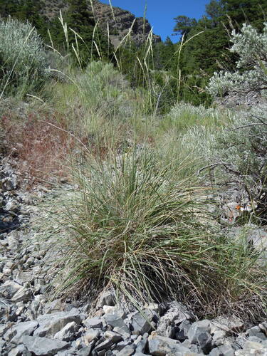 Leymus salina ssp. salina