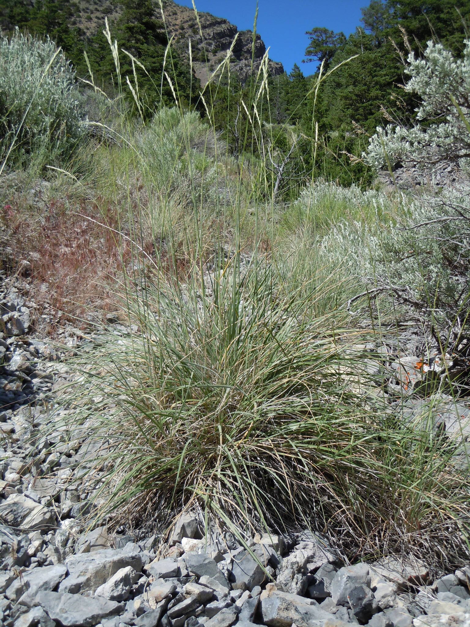 Leymus salina ssp. salina