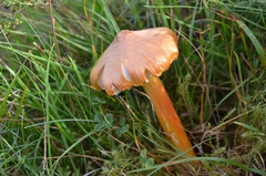 Hygrocybe intermedia