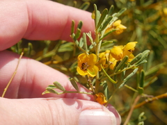 Senna artemisioides coriacea