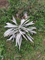 Cynoglossum magellense