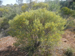 Senna artemisioides coriacea