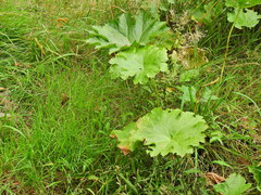 Darmera peltata