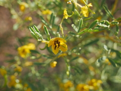 Senna artemisioides coriacea