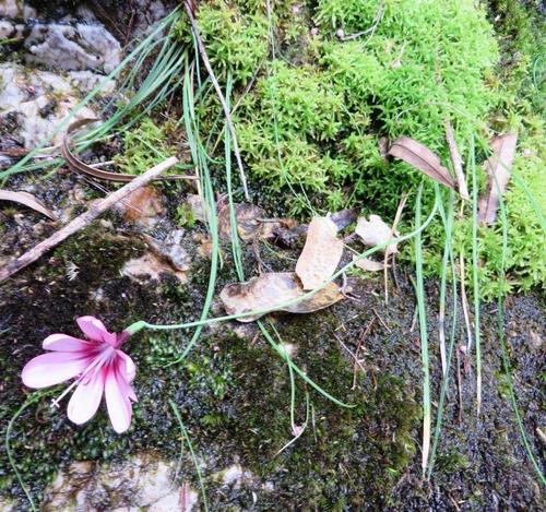 Geissorhiza callista
