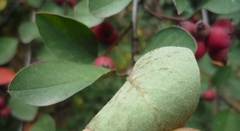 Cotoneaster neoantoninae