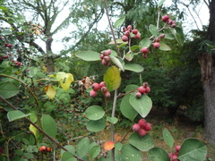 Cotoneaster neoantoninae