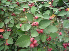 Cotoneaster neoantoninae