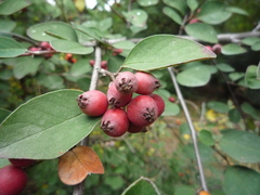 Cotoneaster neoantoninae