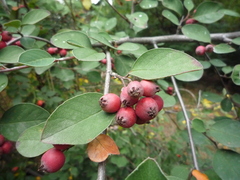 Cotoneaster neoantoninae
