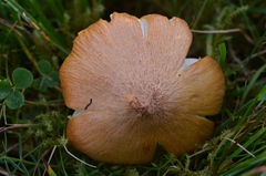 Hygrocybe intermedia