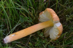 Hygrocybe intermedia