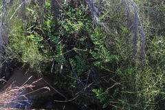 Cheilanthes viridis viridis