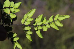 Cheilanthes viridis viridis