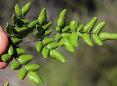 Cheilanthes viridis viridis