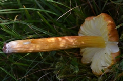 Hygrocybe intermedia
