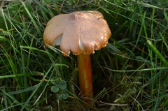 Hygrocybe intermedia
