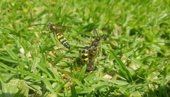 Xanthocampsomeris limosa