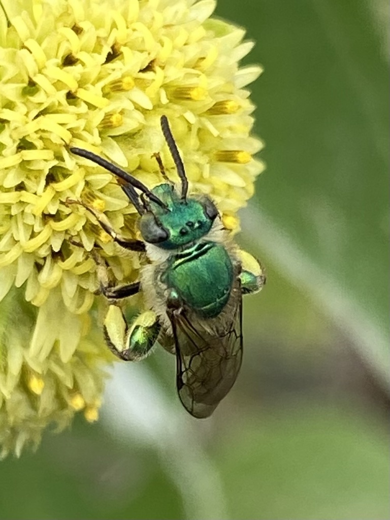 Celestial Striped-Sweat bee