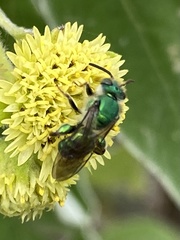 Paragapostemon coelestinus