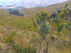 Monticalia arbutifolia