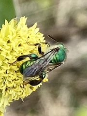 Paragapostemon coelestinus