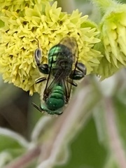 Paragapostemon coelestinus