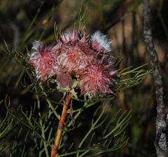 Serruria rosea