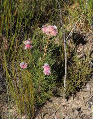 Serruria rosea
