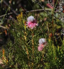 Serruria rosea