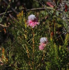 Serruria rosea